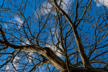 Low angle view of tree against blue sky
