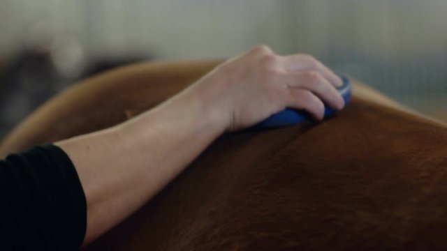 Men grooming brown horse hair. Grooming a horse. Close up.