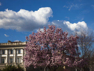 Firenze,un albero di Magnolia in fiore nel centro città.