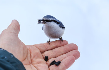  Nuthatch Eating From a Human Hand
