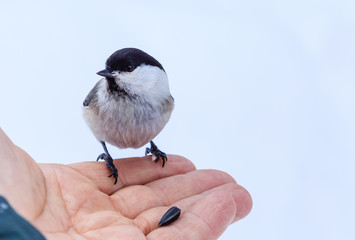 Hand feeding a black-capped chickadee sunflower seeds