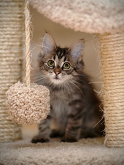 Striped gray fluffy kitten