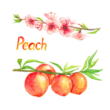 Peaches branch with flowers and fruits, isolated hand painted watercolor illustration