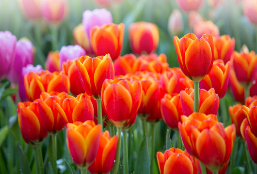 Colorful tulip flower fields blooming in the garden