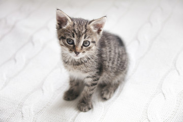 Cute tabby kitten sitting on white knitted background