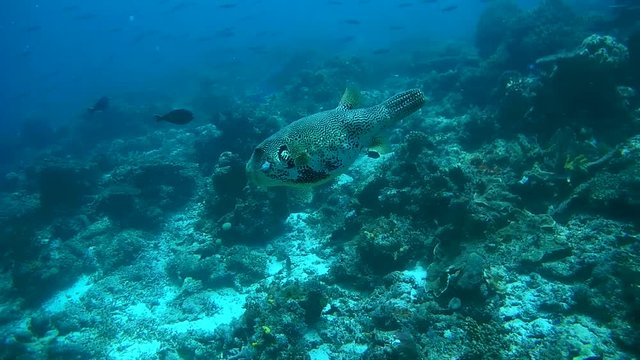  map pufferfish - Arothron mappa floats next to the reef, Oceania, Indonesia, Southeast Asia
