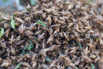 THAILAND LAMPANG CITY FOOD INSECTS