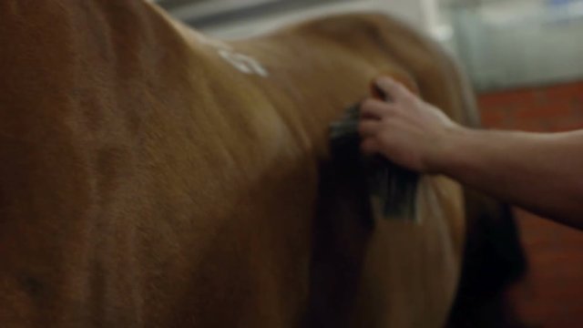 Men grooming brown horse hair. Grooming a horse. Close up.