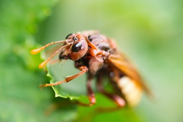 Hornisse (Vespa crabro germana), Niedersachsen, Deutschland, Europa