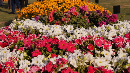 Obraz premium Flower bouquet