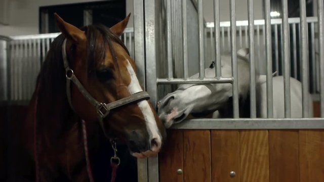 Two horses kissing in stables. Two horse kissing together. Brown and white horse are kissing.