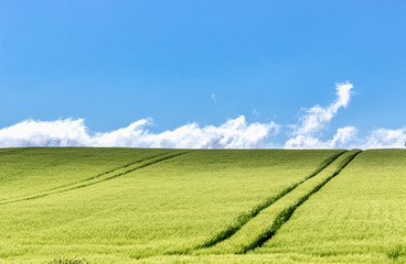Naklejka premium Field in spring with wispy clouds