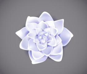 Blossoming blue flower isolated in background. Spring Rose, camellia flower.