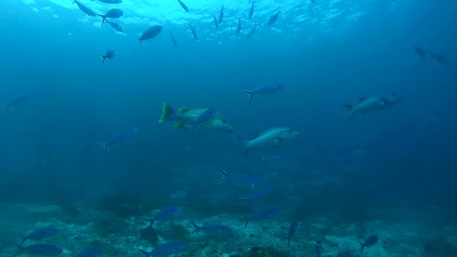 school of fish,  two-spot red snapper - Lutjanus bohar, Oceania, Indonesia,  Southeast Asia
