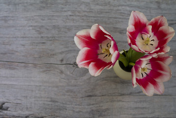 red tulip in a vase on a wooden background