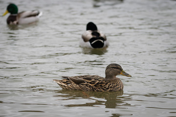 Female mallard duck swimming across a lake with drake mallards in the background