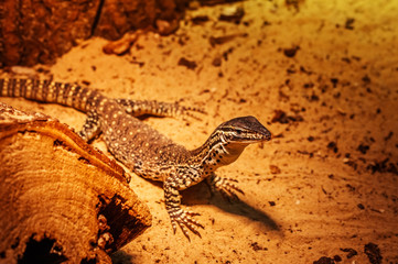 Lizard on the sand in the terrarium.