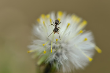 Ameise klettert in weißer blüte