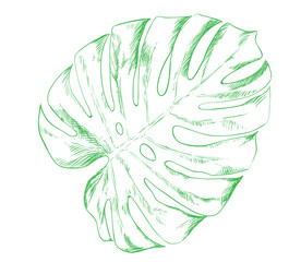 эскиз экзотический лист