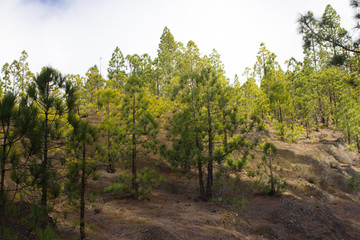 Beautiful panorama of pine forest with sunny summer day. Coniferous trees. Sustainable ecosystem. Tenerife, Teide volcano, Canary islands, Spain