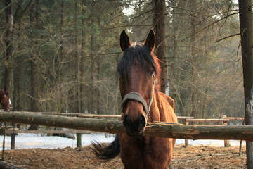 Bay horse standing in the paddock in the woods and looking at the camera.