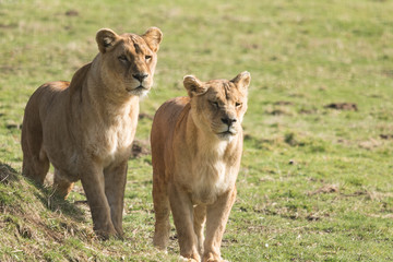 Lionnes d'Angola