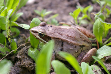 Close up of a small frog