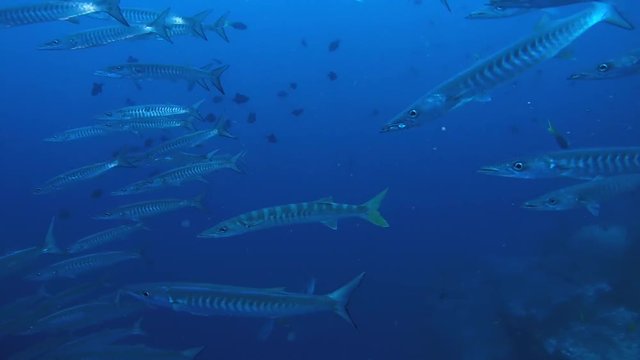 school of fish, Pickhandle Barracuda - Sphyraena jello in blue water Oceania, Indonesia, Southeast Asia

