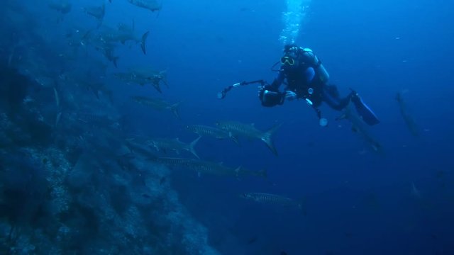 Underwater photographer takes pictures school of fish, Pickhandle Barracuda - Sphyraena jello, Oceania, Indonesia, Southeast Asia
