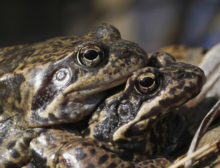 Female and male common frog mating in a ditch.