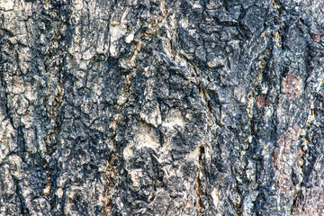 Trunk tree