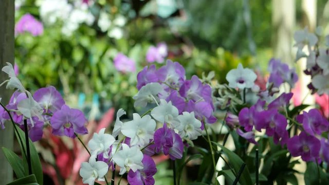 tropical orchid garden in the Caribbean