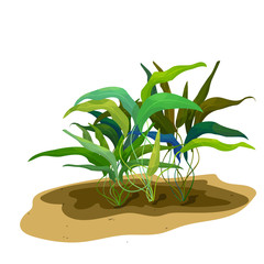 Obraz premium Isolated group of underwater plant Cryptocoryne (water trumpet)