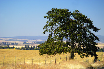 Fototapeta premium Farmlands, Goldendale, WA