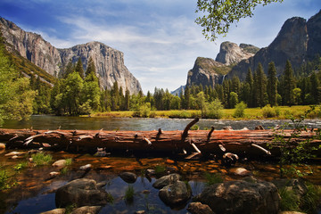 Fallen tree, Merced River, Yosemite Valley