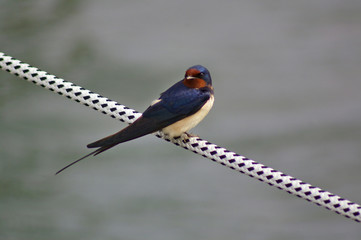 Barn Swallow on a rope