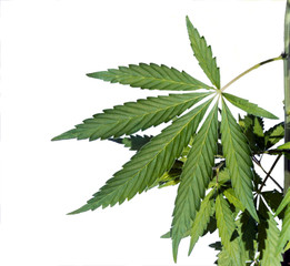 The leaves of marijuana on the stem are isolated on white background.