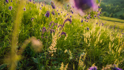 Spring grass and flowers
