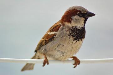 House sparrow
