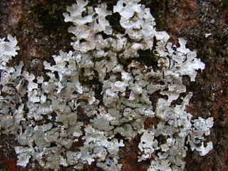 cyan lichen on ash tree bark
