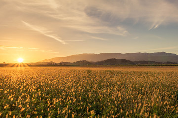 Tramonto su campo di spighe, Treviso, Veneto, Italia