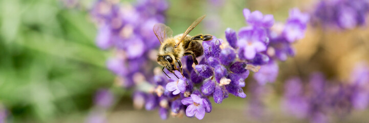 Biene auf Lavendel