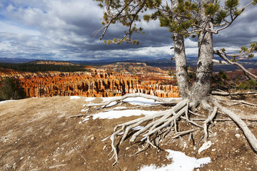Weathered Tree, Bryce National Park, Utah