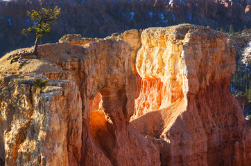 Tree, Bryce National Park, Utah
