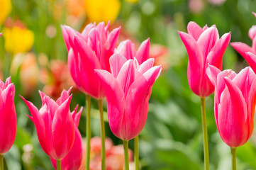Obraz premium Triumph Tulpe - Candy Club