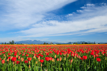 Obraz premium Tulips