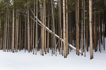 Fallen Tree, Winter, Yellowstone National Park