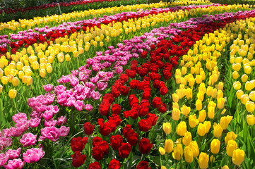 Beautiful spring flowers in Keukenhof park in Netherlands (Holland)
