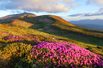 Fototapeta na wymiar Marvelous pink rhododendrons on the mountains.