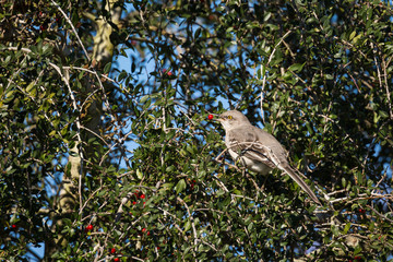 Mockingbird eating red berry